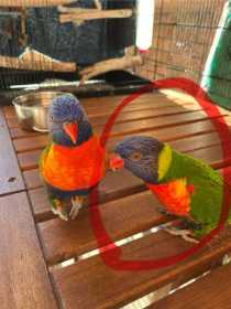 Lost Lory / Lorikeet