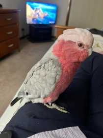 Lost Galah Cockatoo