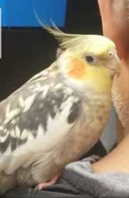 Lost Cockatiel