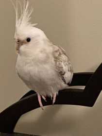 Lost Cockatiel