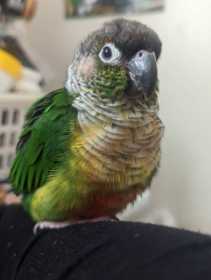 Lost Conure