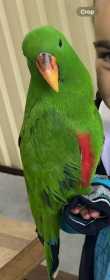 Lost Eclectus