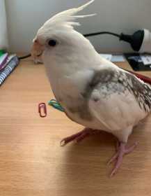 Lost Cockatiel