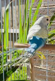 Lost Budgerigar