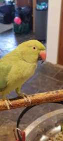 Lost Indian Ringneck Parakeet