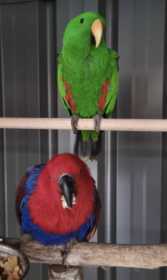 Lost Eclectus