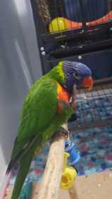 Lost Lory / Lorikeet