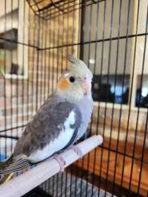 Lost Cockatiel