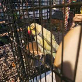 Lost Indian Ringneck Parakeet