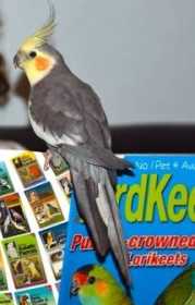 Lost Cockatiel