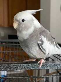 Lost Cockatiel