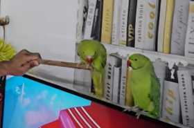 Lost Indian Ringneck Parakeet