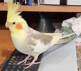 Lost Cockatiel