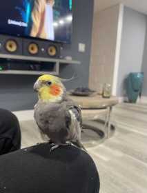 Lost Cockatiel