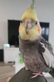 Lost Cockatiel