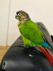 Lost Conure