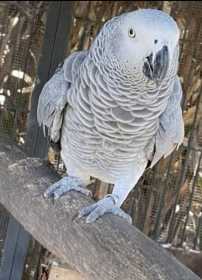 Lost African Grey