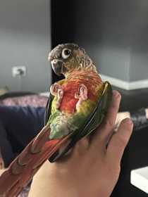 Lost Conure