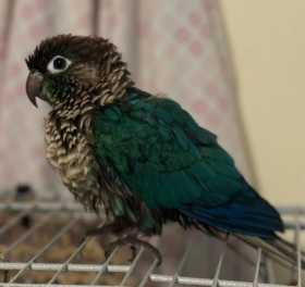 Lost Conure