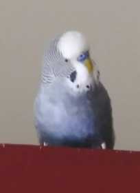 Lost Parakeet