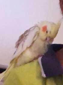 Lost Cockatiel