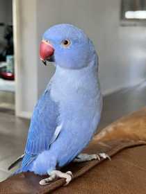 Lost Indian Ringneck Parakeet