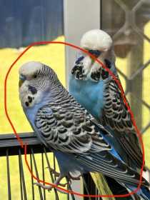 Lost Budgerigar