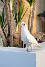 Lost Corella Cockatoo