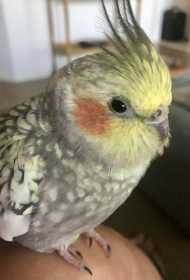 Lost Cockatiel