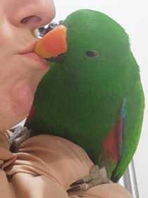 Lost Eclectus