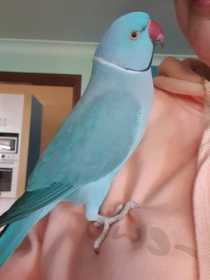 Lost Indian Ringneck Parakeet