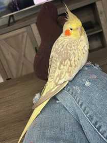 Lost Cockatiel