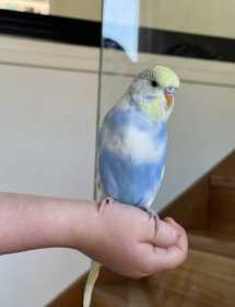 Lost Budgerigar