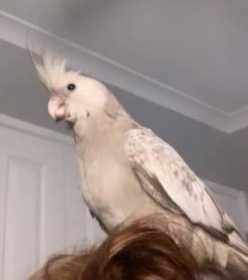 Lost Cockatiel