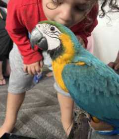 Lost Macaw