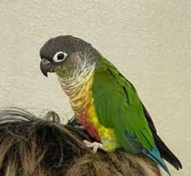 Lost Conure