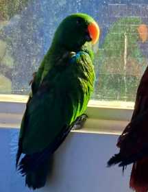 Lost Eclectus