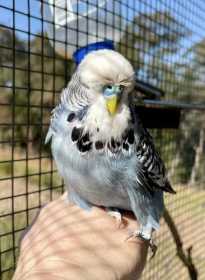 Lost Budgerigar