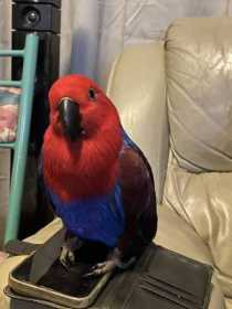 Lost Eclectus