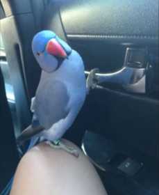 Lost Indian Ringneck Parakeet