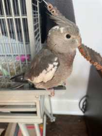 Lost Cockatiel