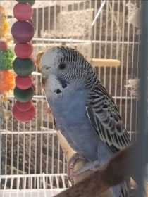 Lost Budgerigar