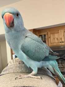 Lost Indian Ringneck Parakeet