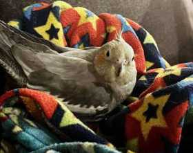 Lost Cockatiel