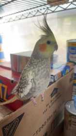 Lost Cockatiel