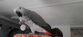 Lost African Grey