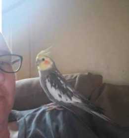 Lost Cockatiel