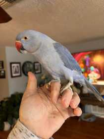 Lost Indian Ringneck Parakeet