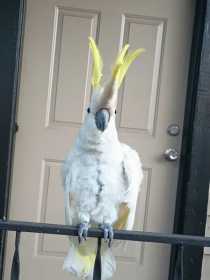 Lost Cockatoo