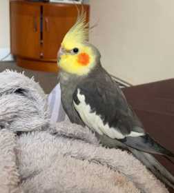 Lost Cockatiel